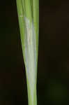 Limestone meadow sedge